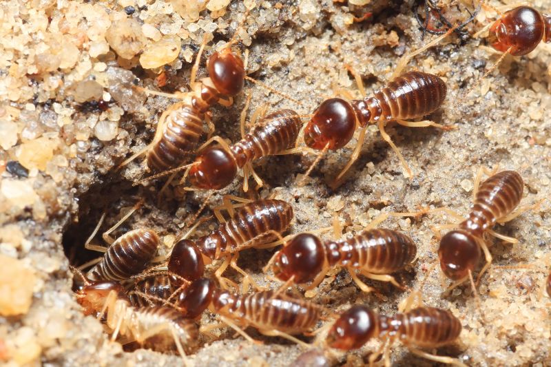 Termite Tenting