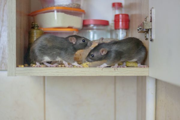 Mice Pest Management