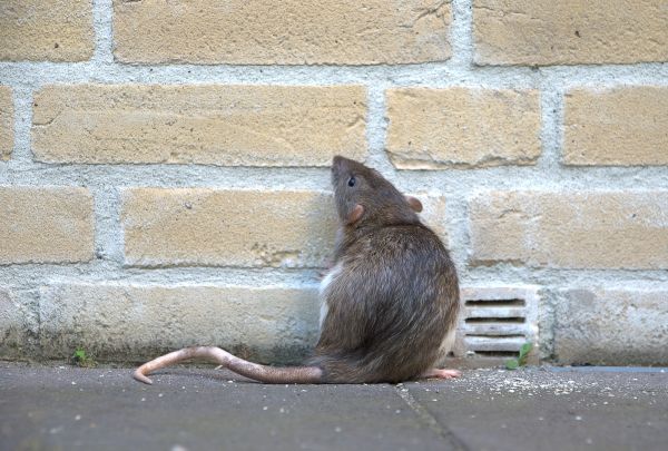 Rat Fumigation Service in Alexandria