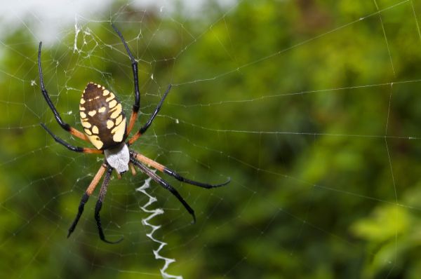 Spider Fumigation Service in Alexandria