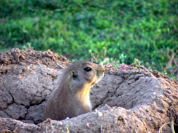 Rodent Fumigation in Alexandria